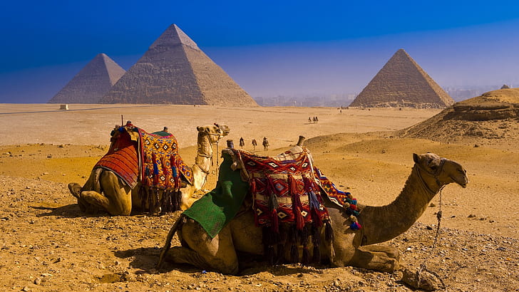 nature-world-animals-desert-egypt-camels-giza-pyramids-great-pyramid-of-giza-1920x1080-nature-deserts-hd-art-wallpaper-preview