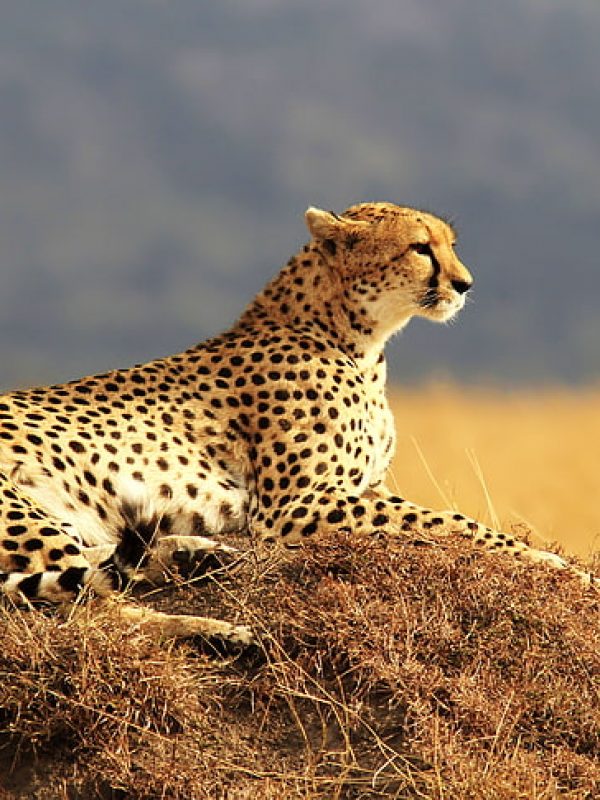 cheetah-maasai-mara-safari-national-reserve-wallpaper-preview